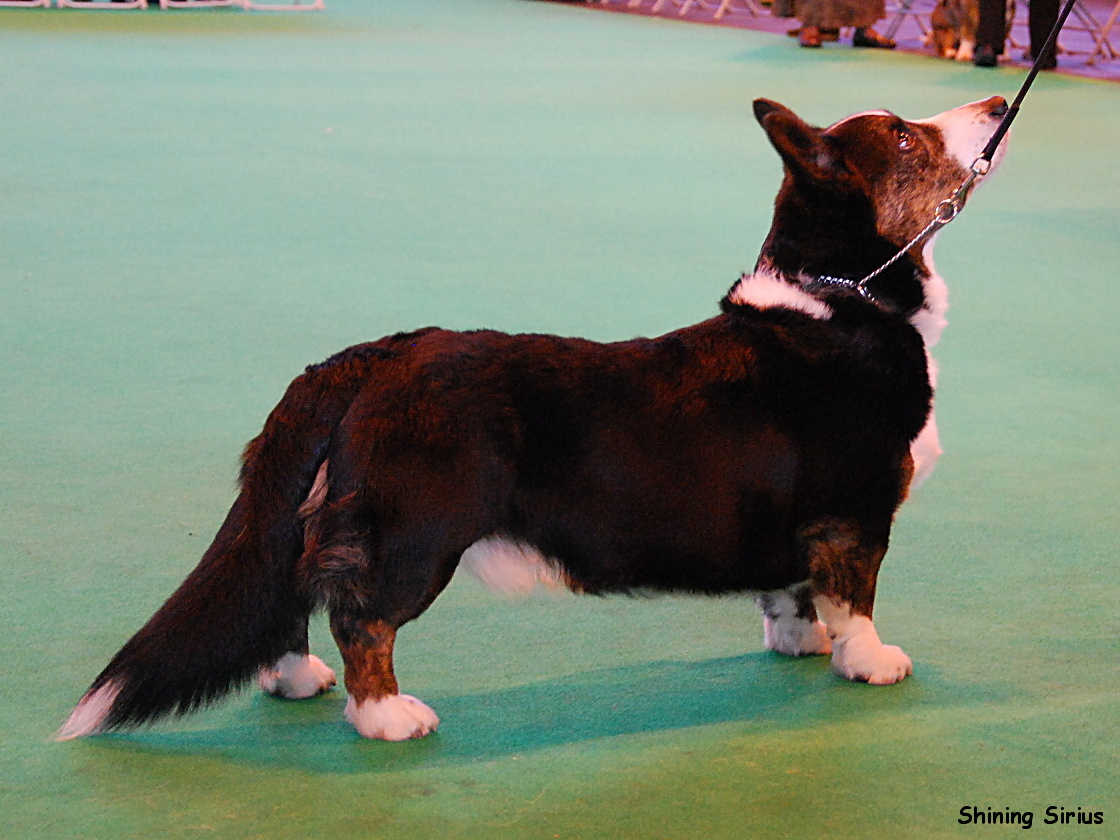 Crufts Jitka 226 Thamesmere Plum Choice for Russfield.jpg