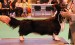 Crufts Jitka 306 Bymil Picture This.jpg