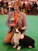 Crufts Jitka 346 BOB Bymil Picture This.jpg